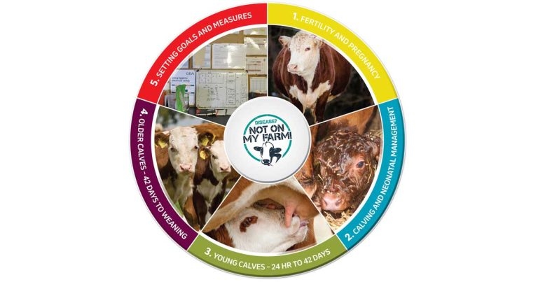 MSD launches suckler herd performance app