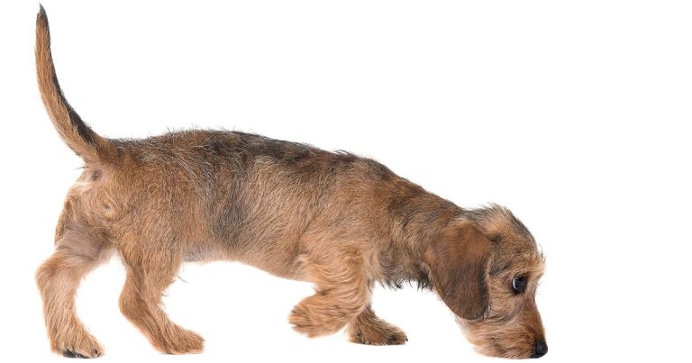 Common poisons in dogs