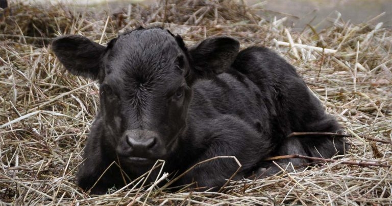 National survey to gauge Q fever impact and knowledge