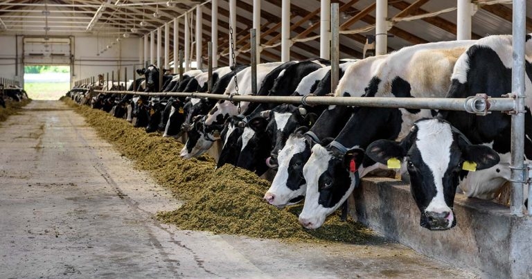 Milk price schedule: how actions on farm affect it