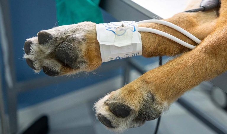 Help! It’s an emergency – procedure for nursing ECC patients