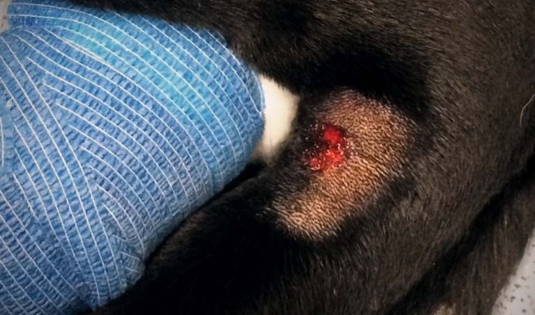 Cutaneous and renal glomerular vasculopathy – what we know now