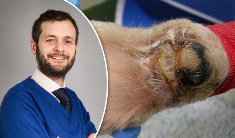 10 years of Alabama rot in the UK