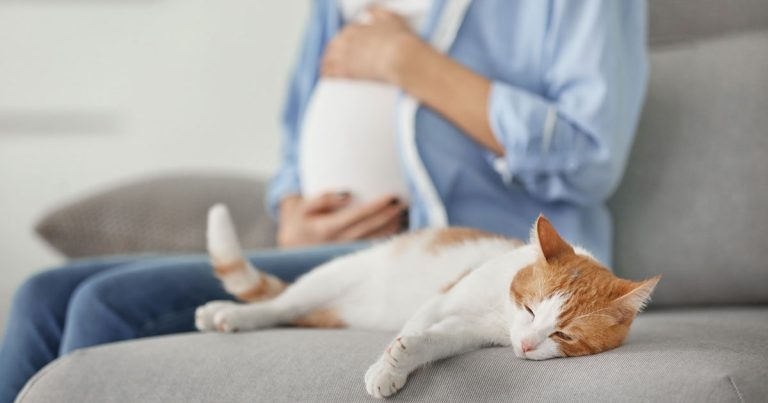 Veterinary research identifies changing epidemiology of congenital toxoplasmosis