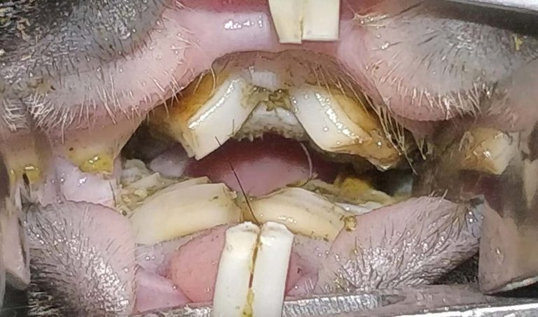 Getting to the root of the problem: dental disease in small mammals