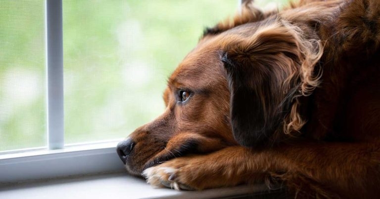 Animals ‘starving’ amid record neglect reports, RSPCA warns