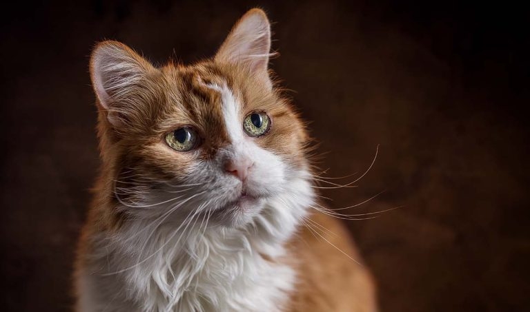 Updates on feline epilepsy