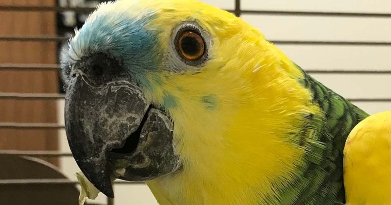 Treatment of cataracts in a parrot