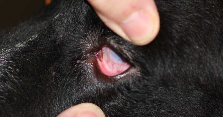 Ophthalmology examinations – an easy, step-by-step guide