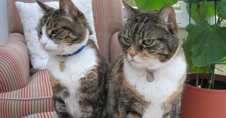 Diabetes mellitus in cats – a case-based approach