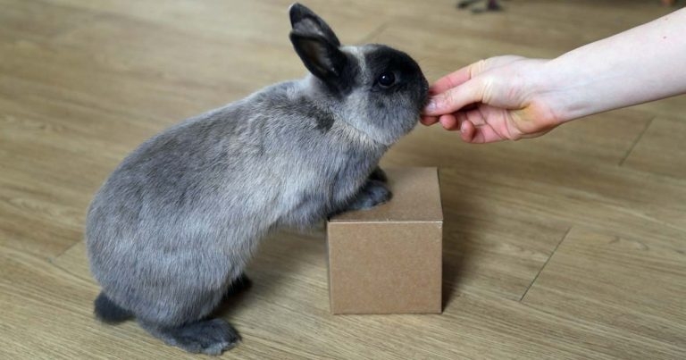 Behaviour problems in rabbits