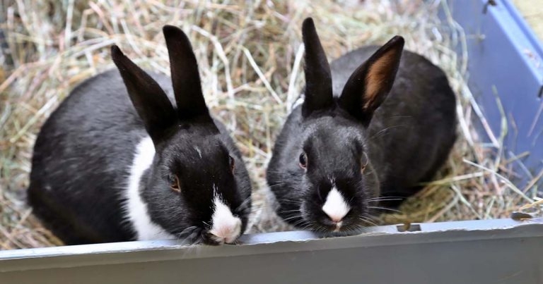 Bonding in pet rabbits: what have we learned?