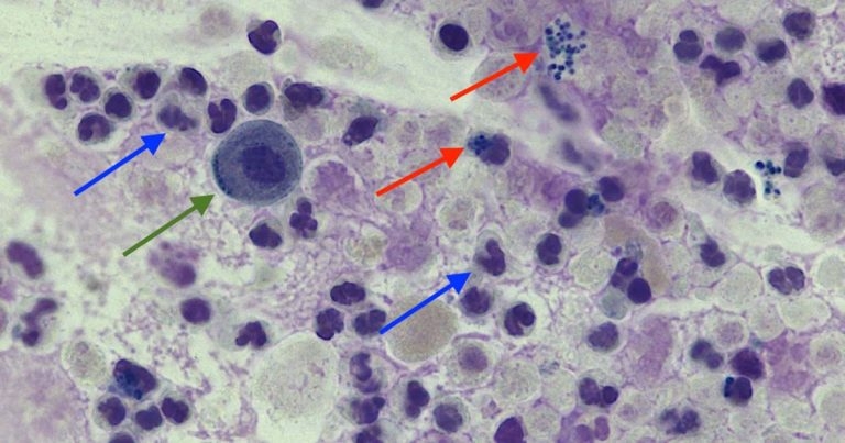 Urine sediment findings in a dog