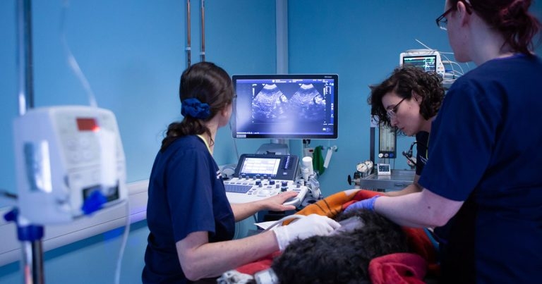 Vets Now Glasgow adds neurology service