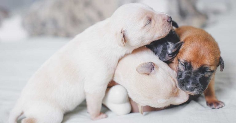 RVC study reveals pandemic puppy ‘burden’