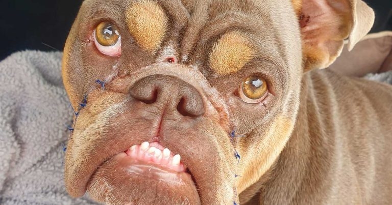 Tuna breathing easier after extensive surgery