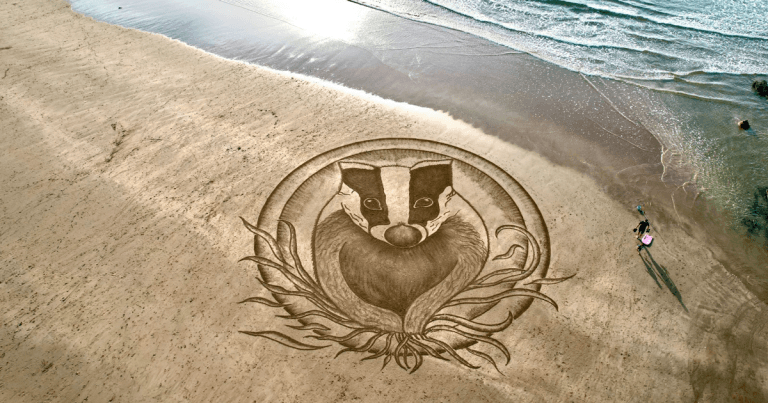 Badger ‘extinction’ warning as cull licence details finally revealed