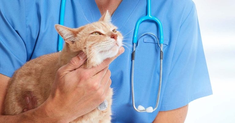 Stress, strains, dreams and opportunities