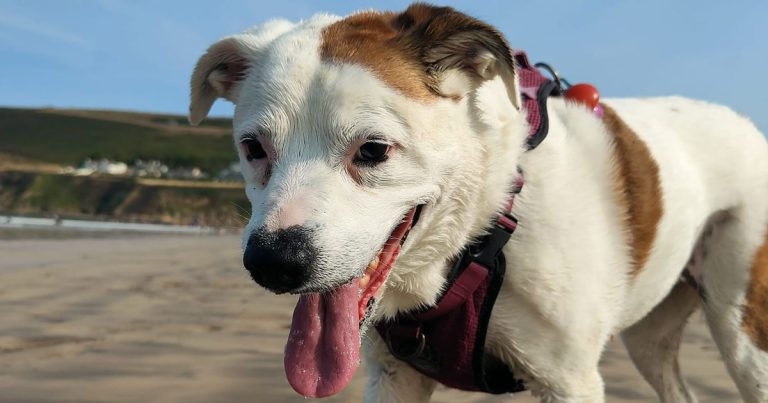 Daisy defies odds in rare tumour defeat