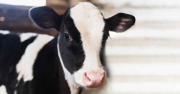 Preventing calf scour – the pillars of calf management