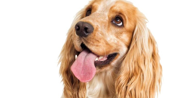 Important UK infectious diseases with a vaccine for dogs and cats