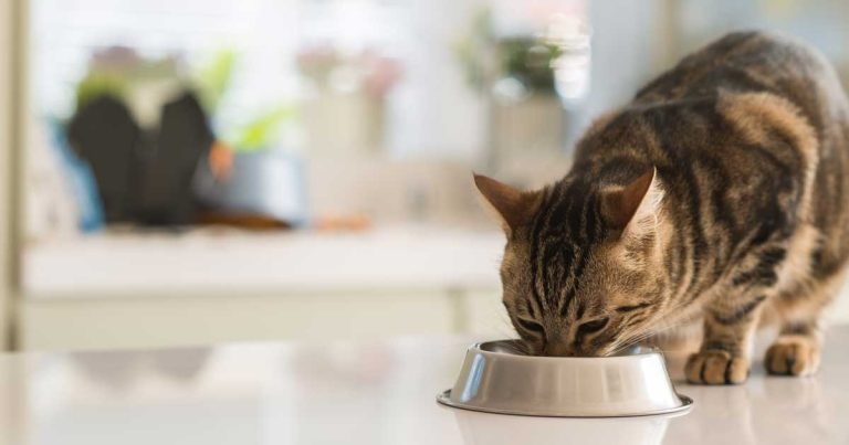 Cat food link to outbreak of pancytopenia