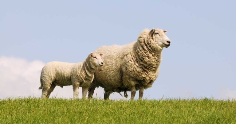 Sheep and lambs: update on the key disease and health concerns