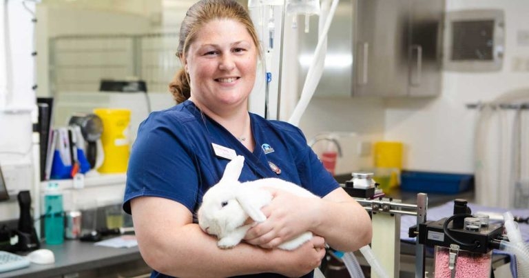 Awards for rabbit and guinea pig champions