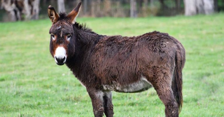 Calls for international pressure to halt donkey skin trade