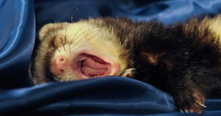 RVC research reveals owners’ awareness of pet ferret boredom
