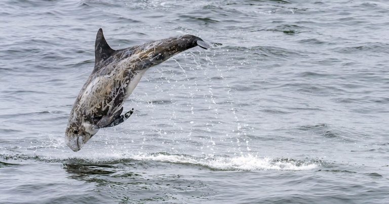 Stranded dolphins’ brains show Alzheimer’s disease signs – study