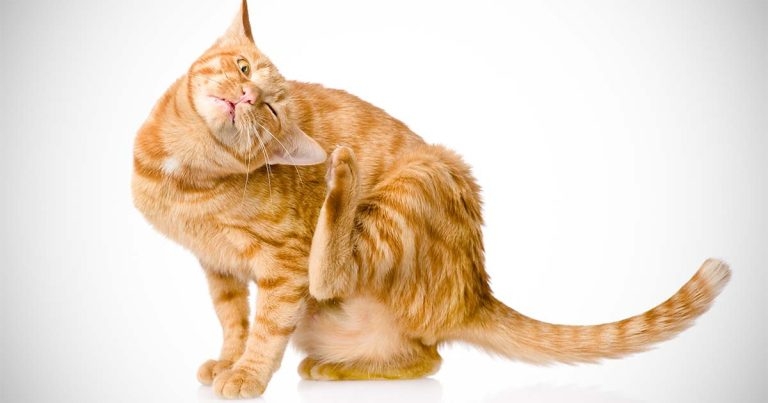 Role of practice health care plans in pet parasite control