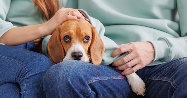 ‘Crisis’ as charity reports record rehoming requests