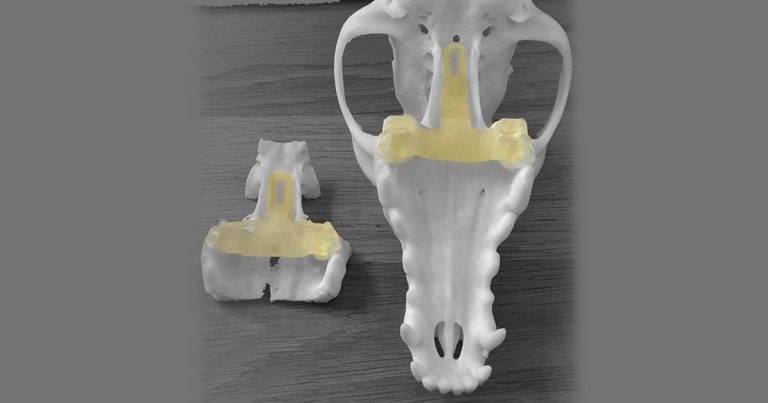 Neurology vets pioneer 3D printed guide for canine brain surgery