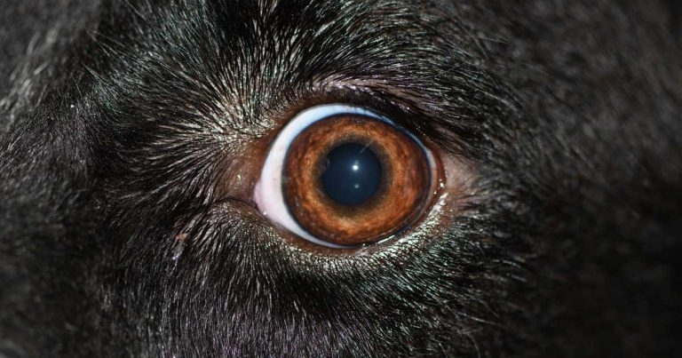 Challenges in eyelid surgery