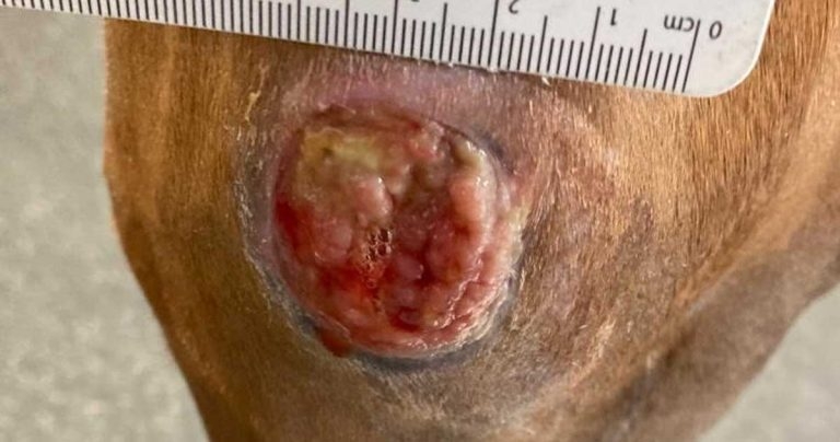 Resistance in equine practice