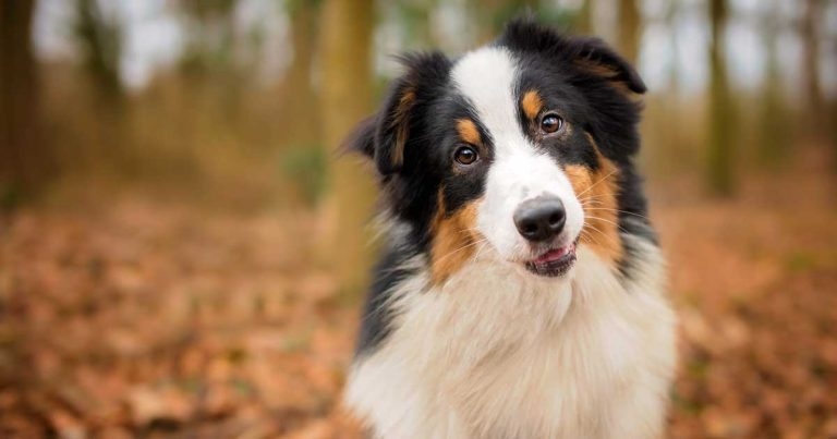 21st century of canine epilepsy – new management technologies