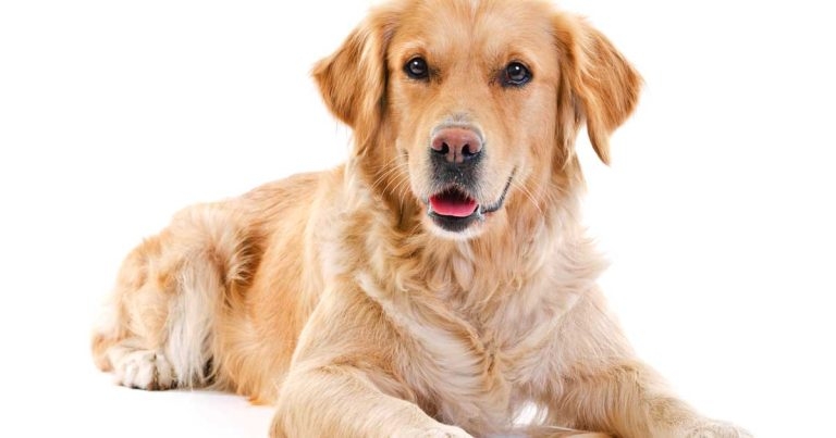 Medial compartment disease – what is it? And what can we do?