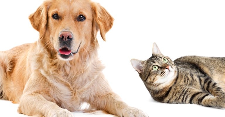 Monoclonal antibodies: what do they bring to the table?