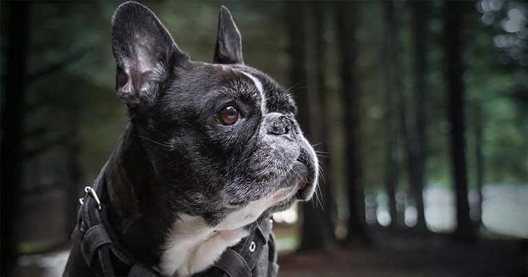 Growth of brachycephalic dog numbers ‘emerging welfare crisis’, WSAVA warns