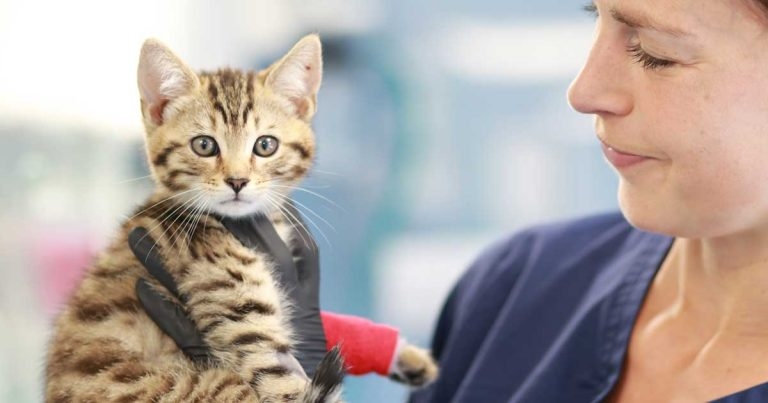 CVS Group reports revenue growth in half-year trading update