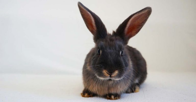 Tougher rules needed for exotic welfare, new BVA policy paper argues