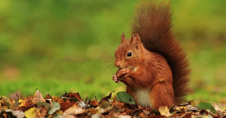 Alert issued following suspected Scottish squirrelpox deaths