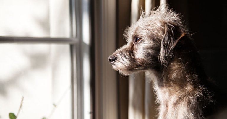 Calls for tighter training rules to tackle dog behaviour issues