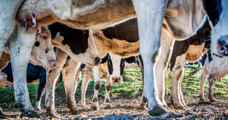 Foot health: how vets can be better involved