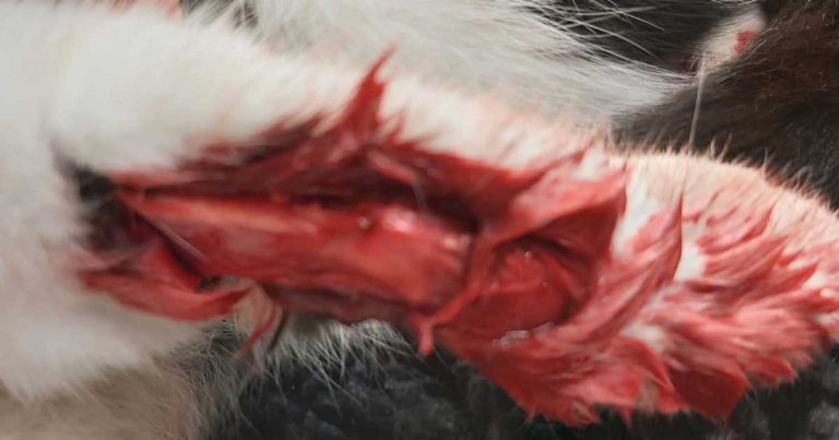 Wound management: challenging case of degloving injury in a cat