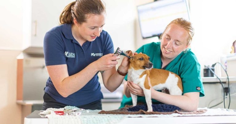 IVC Evidensia celebrates female colleagues for International Women’s Day