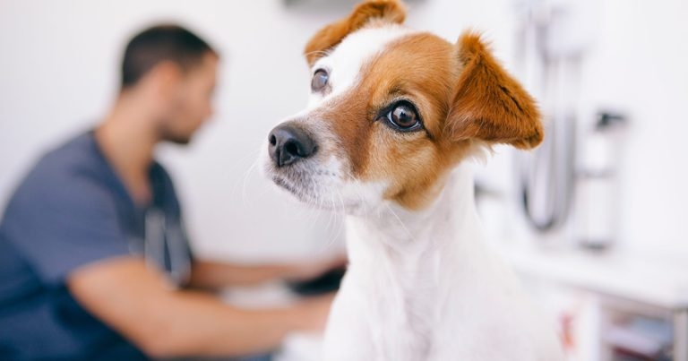 Duty reminder to vets as ‘under care’ date set