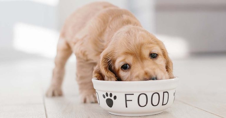 Life stage nutrition in cats and dogs