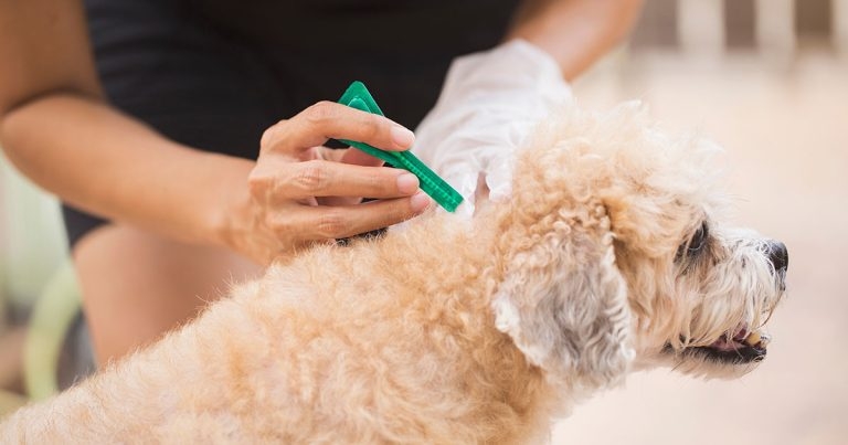 Plea for caution as new report warns of parasiticide pollution threat